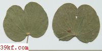  Cercospora pachypus E. & K.