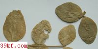  Cercospora violae Sacc.