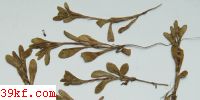  Cercosporella nivosa E. & E.