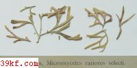  Cylindrosporium padi Karst.