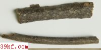  Diaporthe confusa E. & E.