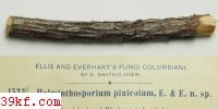  Helminthosporium pinicolum E. & E.