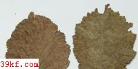  Lophiotrema oenotherae E. & E.