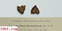  Pestalozzia foliorum E. & E.