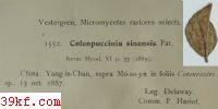 Pestalozzia foliorum-rosa E. & E. n. var.