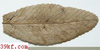  Phomatospora argyrostigma (Berk.)