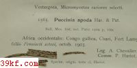  Protomyces fuscus Pk.