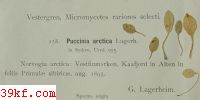  Puccinia obtecta Peck