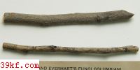  Sphaeropsis persicae Ell. & Barth.