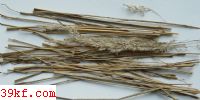  Uromyces argophyllae Seym.