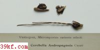  Taphrina tosquinetii (West.) P. Magn.