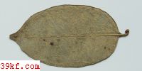  Ascochyta typhoidearum (Desm.) v. Hoehn.