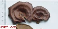  Polyporus xanthopus Fr.
