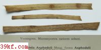  Aecidium solidaginis Schw.