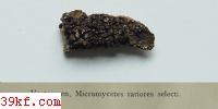  Nectria brassicae Ell. & Sacc.
