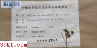 Cintractia mantagnei (Tul.) Magnus