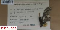  Entyloma aschersonii (Ule) Woron.