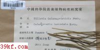  Tilletia calamagrostidis Fuck.