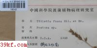  Tilletia fusca Ell. et Ev.