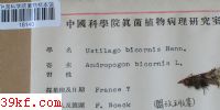  Ustilago bicornis Henn.