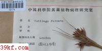  Ustilago furcata