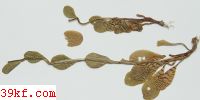  Uromyces appendiculatus (Pers.) Link.