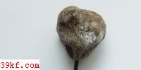  Peronospora turritidis Gaeum.