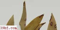  Puccinia helianthi Schw.