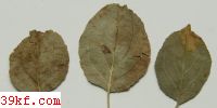  Puccinia hysteriiformis Peck.