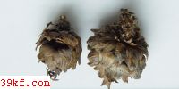  Hypoderma cunninghamiae (Keissl.)Teng