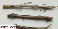  Cercospora circumscissa Sacc.