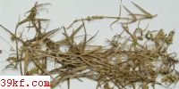  Cercospora circumscissa Sacc.