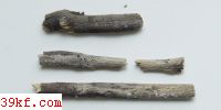  Ustilago coronariae Liro