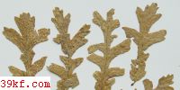  Puccinia commutata Syd.