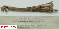  Stereum curtisii Berk.