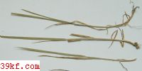  Puccinia helianthi Schw.
