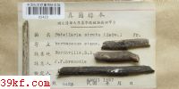  Dermatea chionanthi E. & E.
