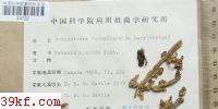  Botryotinia fuckeliana (De Bary) Whetzel