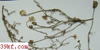  Puccinia matricariae Syd.