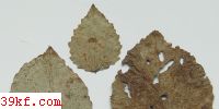  Puccinia plumbaria Pk.