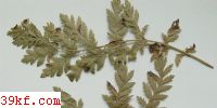  Asteromella bellunensis Syd.