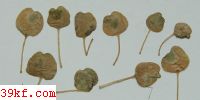  Ramularia ludwigiana Syd.