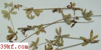  Cercospora concinna Syd.