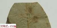  Cercospora illinoensis Barth.