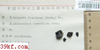  Macrosporium carotae Ell. & Lang.