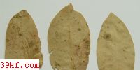  Macrosporium euphorbiae Barthol.