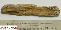  Peniophora bartholomaei Pk.