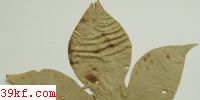  Cercospora biformis Peck