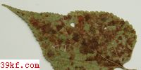  Gyrocerus divergens Peck