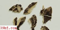  Herpotrichia rhodospiloides Peck